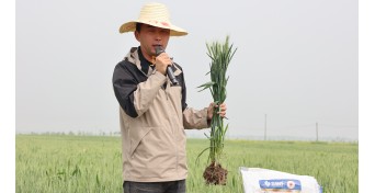 揭秘高产秘诀：邓州超级产粮大县的科学施肥之道